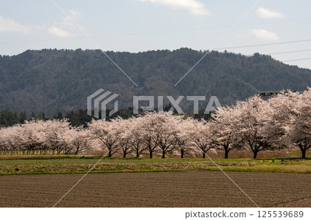 Image of cherry blossoms in my hometown 125539689