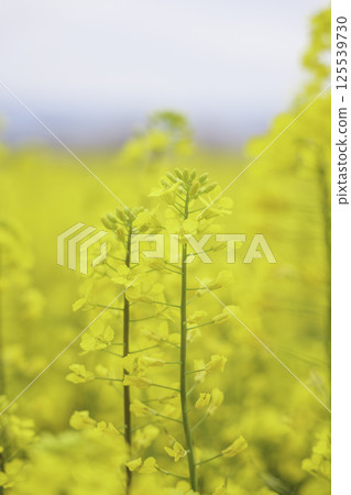 春天閃耀的黃色油菜花特寫 春天閃耀的黃色油菜花特寫 125539730