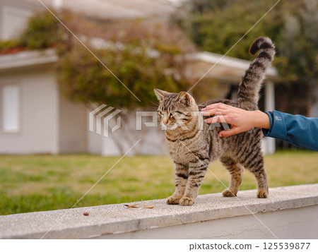 Street cats of Turkey country 125539877