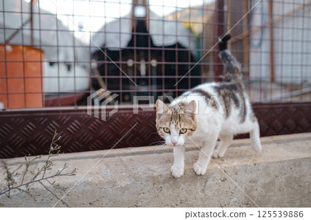 Street cats of Turkey country Street cats of Turkey country 125539886