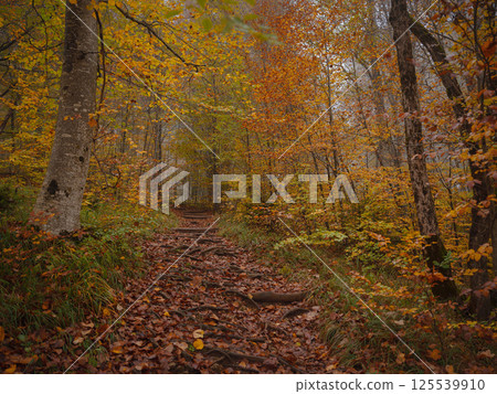Plitvice Lakes in Croatia during autumn 125539910