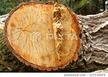 巨型樹樁 125539974