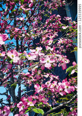 Pink dogwood flowers in full bloom in April spring 125539995