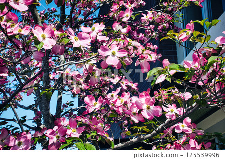 Pink dogwood flowers in full bloom in April spring Pink dogwood flowers in full bloom in April spring 125539996