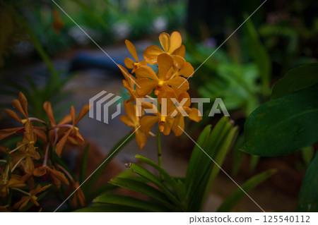 walk in Perdana Botanical Garden, Kuala Lumpur , Malaysia 125540112
