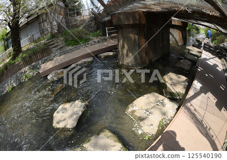 Cherry blossoms in the city Cherry blossoms in the city 125540190
