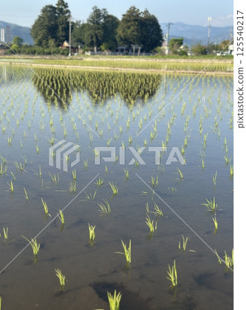 Rice planting Rice planting 125540217