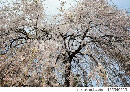 Ichikawa Family's Cherry Tree 125540335