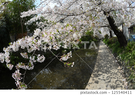 Cherry blossoms in the city 125540411