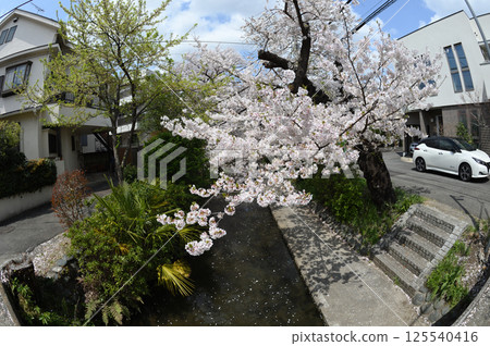 Cherry blossoms in the city Cherry blossoms in the city 125540416