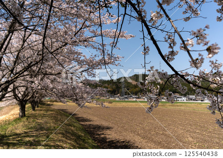 Image of hometown and cherry blossoms Image of hometown and cherry blossoms 125540438
