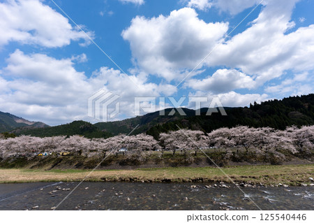 Cherry blossoms blooming on the banks of the Ayukawa River in spring and the spring sky 125540446