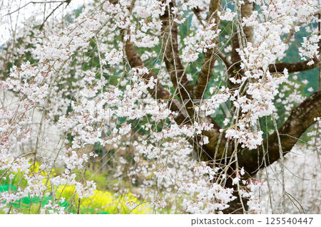 Cherry blossoms at Ichikawa House Cherry blossoms at Ichikawa House 125540447