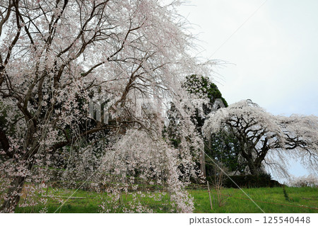Cherry blossoms at Ichikawa House 125540448