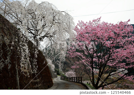 大石屋的櫻花 125540466