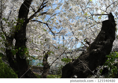 Cherry blossoms in the city Cherry blossoms in the city 125540480