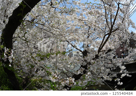 城市裡的櫻花 城市裡的櫻花 125540484
