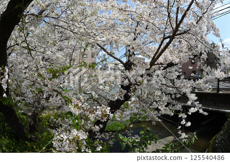 Cherry blossoms in the city 125540486