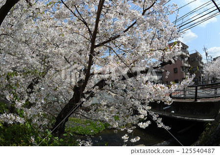 Cherry blossoms in the city 125540487