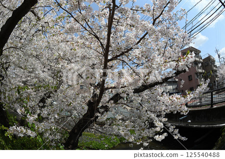 Cherry blossoms in the city 125540488
