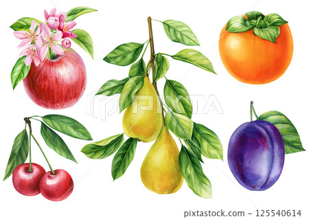 Watercolor fruits apple cherry pear plum persimmon with green leaves botanical illustration set isolated background art 125540614