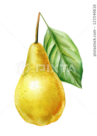 Watercolor ripe yellow pear fruit with green leaf isolated fresh juicy botanical illustration food nature clipart design 125540616