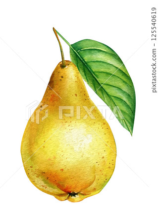 Watercolor yellow pear fruit green leaf isolated fresh juicy botanical illustration food nature summer clipart, poster 125540619