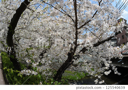 Cherry blossoms in the city Cherry blossoms in the city 125540639