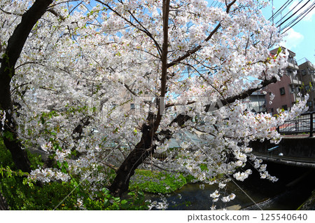 Cherry blossoms in the city 125540640