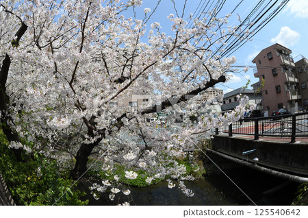 Cherry blossoms in the city 125540642
