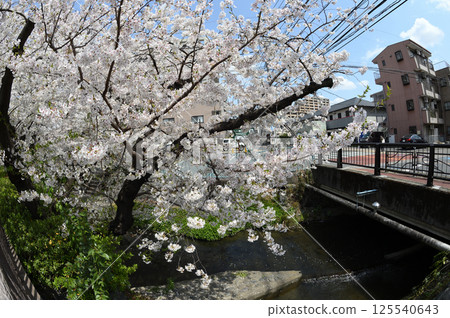 Cherry blossoms in the city Cherry blossoms in the city 125540643