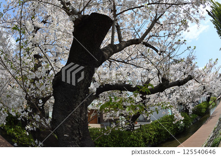 Cherry blossoms in the city 125540646
