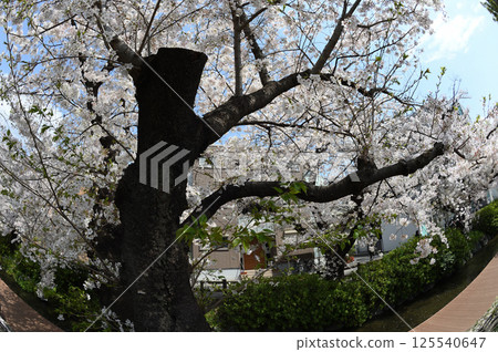Cherry blossoms in the city Cherry blossoms in the city 125540647