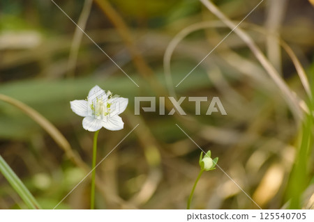 Umebachissau Umebachissau 125540705