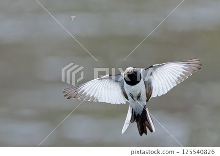 A Japanese Wagtail flying to catch prey A Japanese Wagtail flying to catch prey 125540826