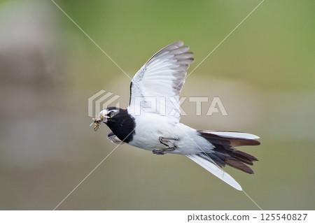 A Japanese Wagtail dives sideways to catch an insect 125540827