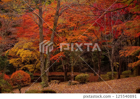 Autumn leaves 125540891
