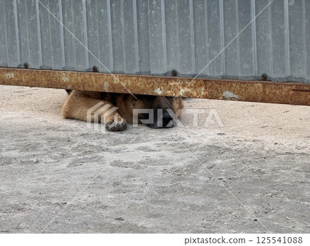 German Shepherd Guards the House German Shepherd Guards the House 125541088