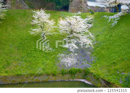 Cherry blossoms in full bloom at Chidorigafuchi Cherry blossoms in full bloom at Chidorigafuchi 125541315