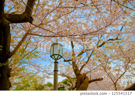 Cherry blossoms in full bloom at Chidorigafuchi Cherry blossoms in full bloom at Chidorigafuchi 125541317