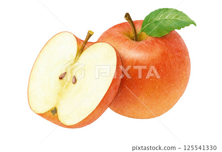 Apple illustration watercolor apple 125541330