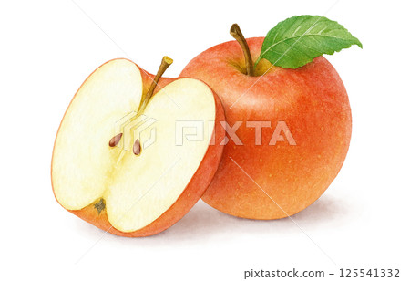 Apple illustration watercolor apple 125541332