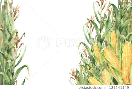 Corn plant. Watercolor Golden maize stalk with corncob, flowers and green leaves, husks rectangular frame. Botanical realistic hand painted template for food, oil label , card. Isolated illustration Corn plant. Watercolor Golden maize stalk with corncob, flowers and green leaves, husks rectangular frame. Botanical realistic hand painted template for food, oil label , card. Isolated illustration 125541349