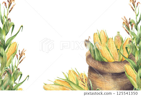 Canvas sack of corn cobs. Watercolor banner. Bag with harvested maize cobs and green corn plant stem. Agricultural realistic painted isolated illustration. Template for farm label, oil, canned food Canvas sack of corn cobs. Watercolor banner. Bag with harvested maize cobs and green corn plant stem. Agricultural realistic painted isolated illustration. Template for farm label, oil, canned food 125541350