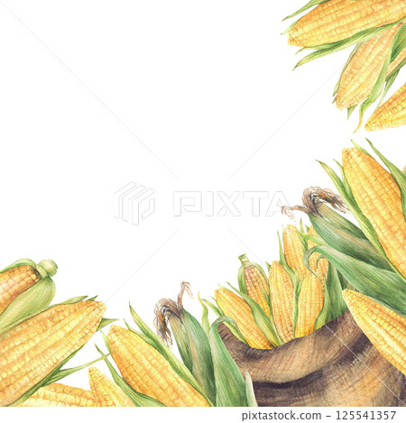 Sack with yellow corncobs. Watercolor Canvas bag with golden maize cobs harvest square frame. Vegetables crop realistic painted illustration for farm, canned food, oil label. Isolated from background 125541357