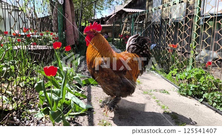A beautiful big red rooster struts against a background of red tulips. Red-haired rooster walks in the countryside 125541407