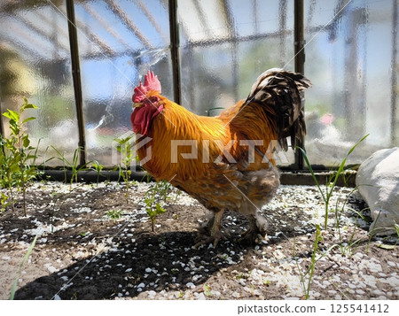 A beautiful big red rooster struts against. Red-haired rooster walks in the countryside 125541412