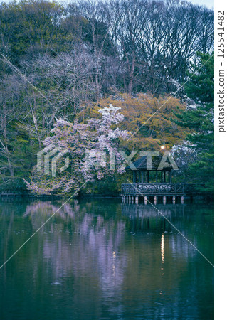 Cherry Blossoms Cherry Blossoms 125541482