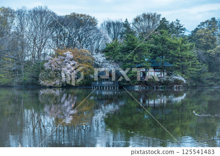 Cherry Blossoms Cherry Blossoms 125541483