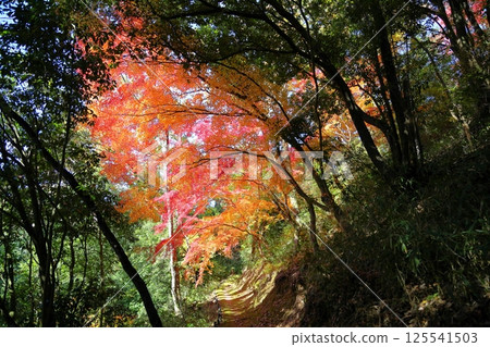 Vivid autumn leaves tunnel 125541503